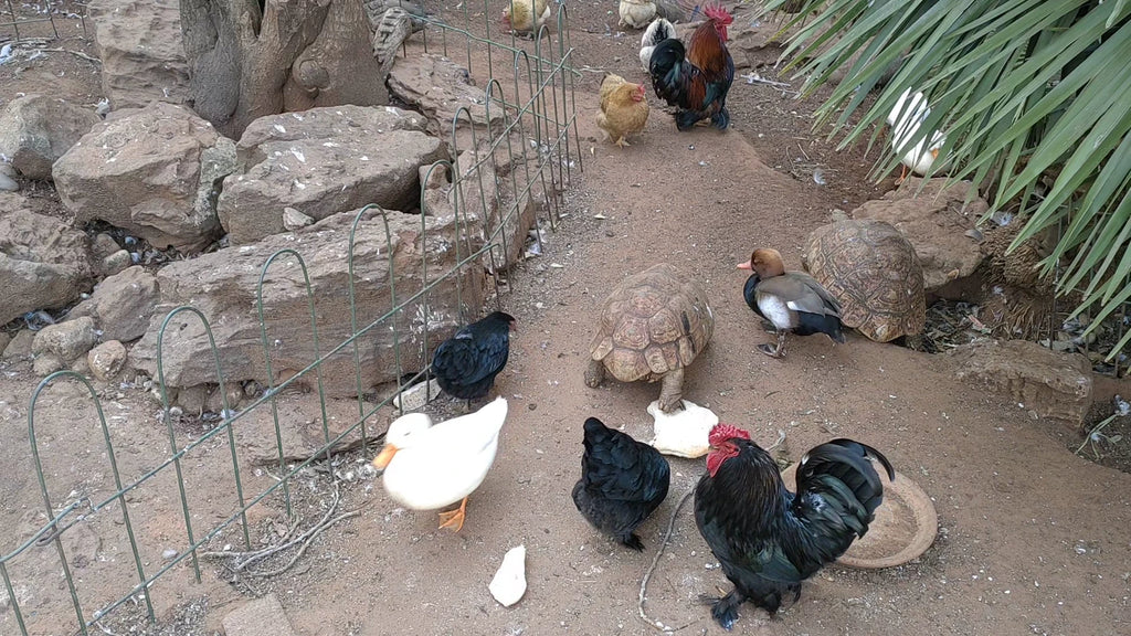 Greenside Nursery, Bloemfontein South Africa