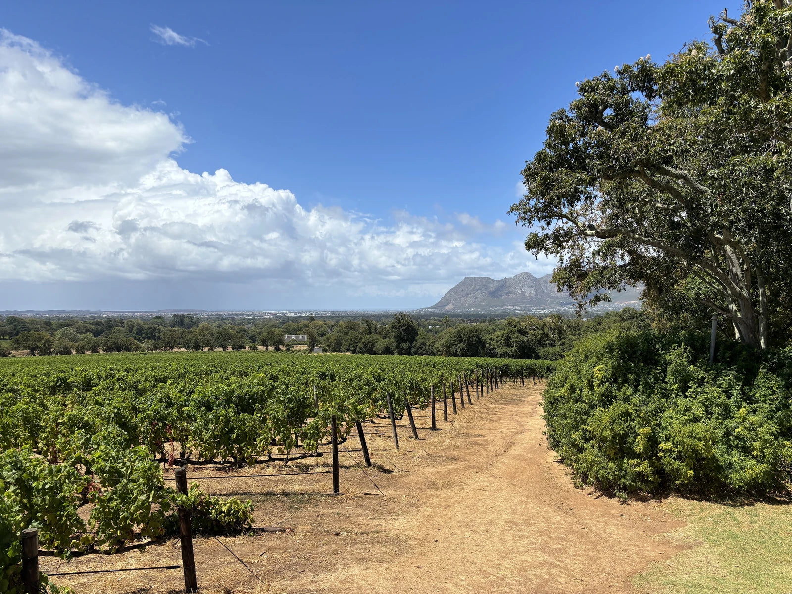 Groot Constantia Winemaking Plaque, Cape Town South Africa