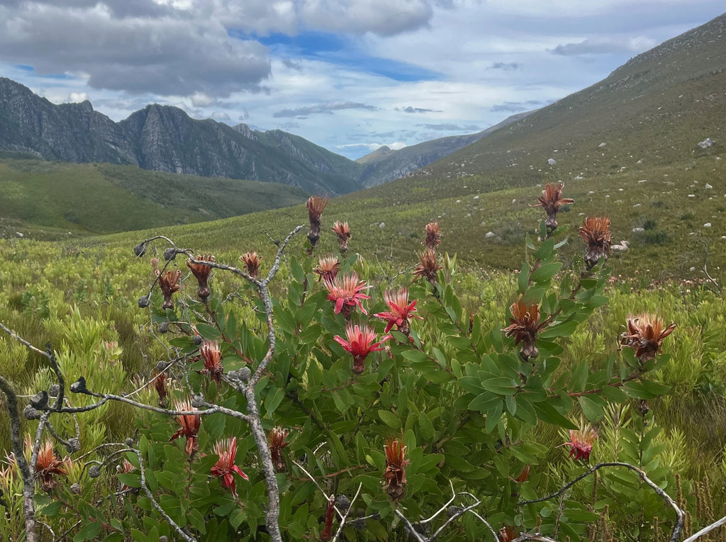 Grootvadersbosch Nature Reserve, Cape Agulhas South Africa