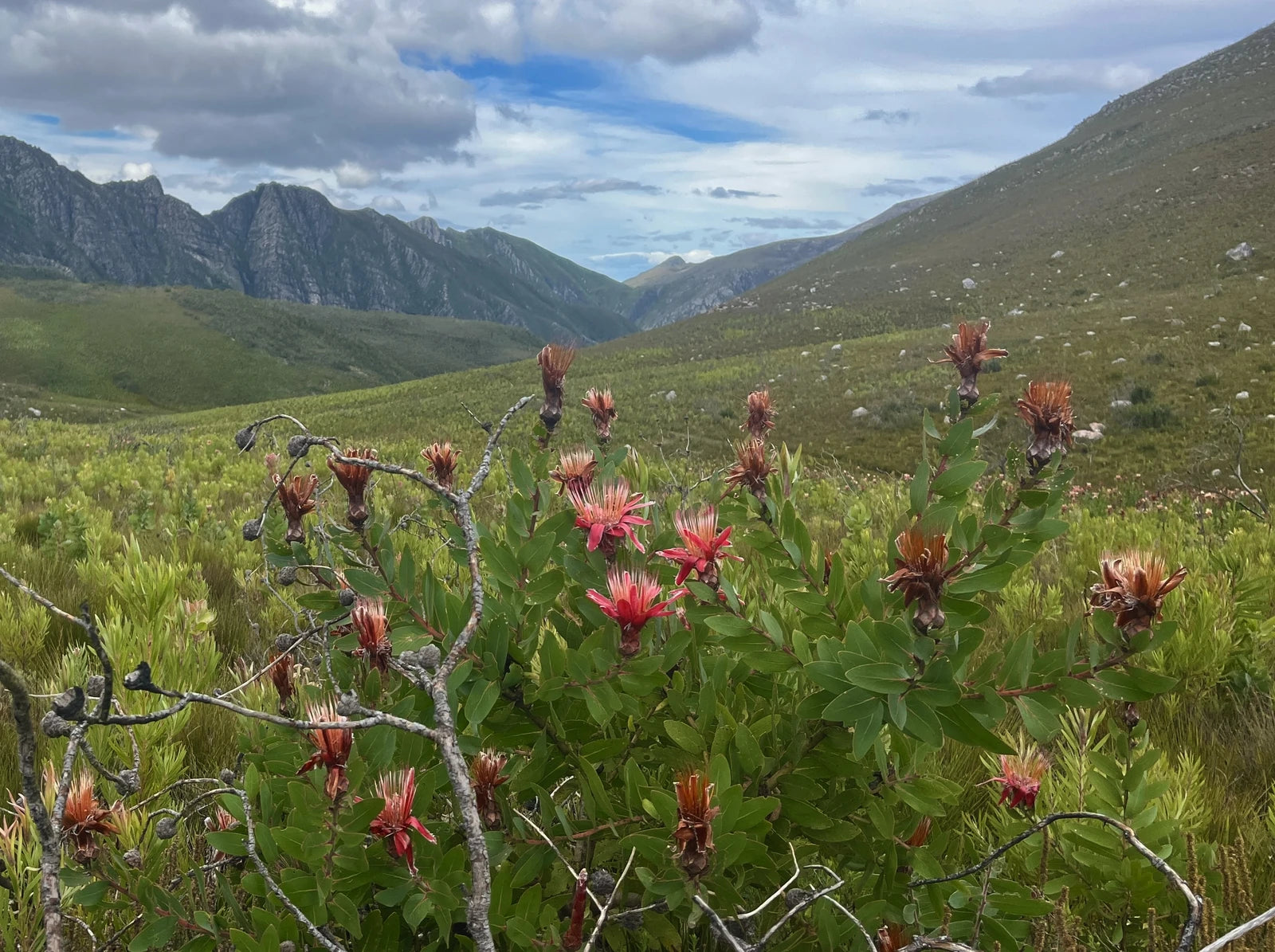 Grootvadersbosch Nature Reserve, Cape Agulhas South Africa