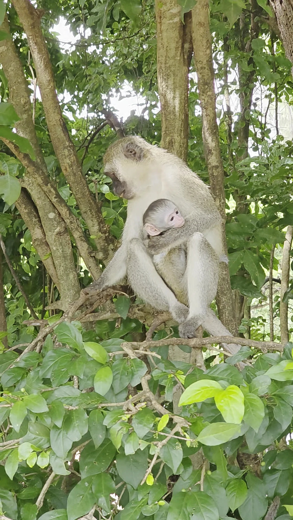 Haller Park, Mombasa Kenya