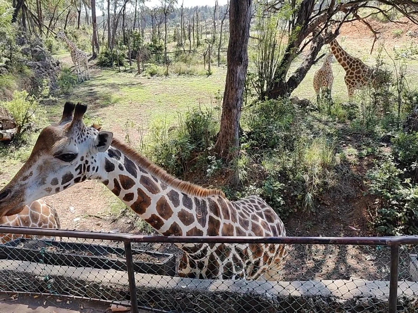 Haller Park, Mombasa Kenya
