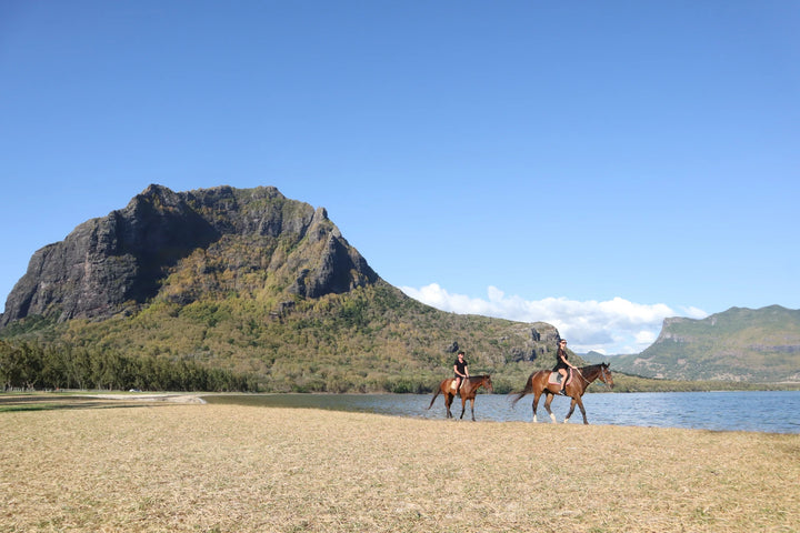 Haras Du Morne