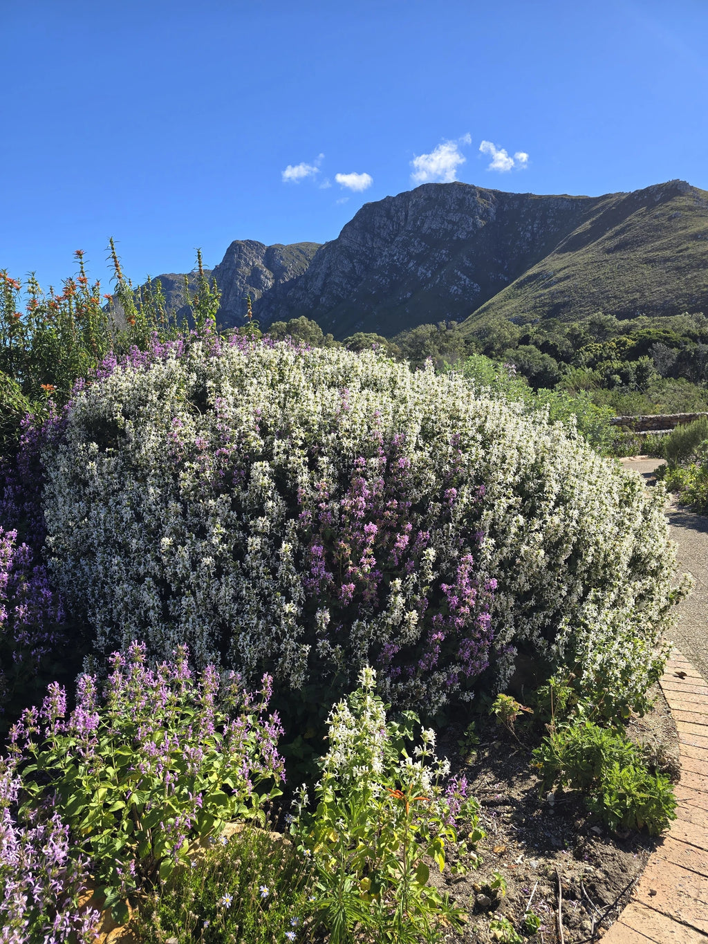 Harold Porter National Botanical Gardens, Betty's Bay South Africa