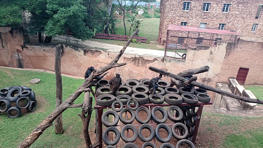 Hartbeespoort Dam Snake and Animal Park, Hartbeespoort South Africa