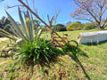Helderberg Farm, Raithby South Africa