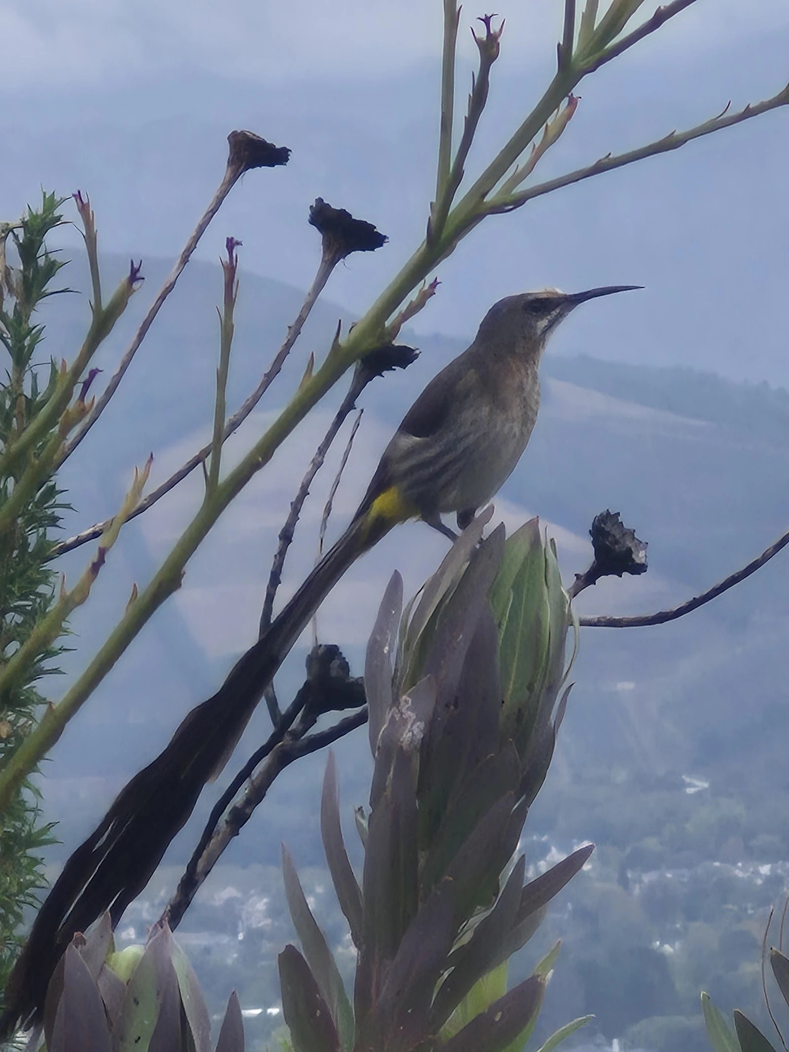 Helderberg Nature Reserve, Cape Town South Africa