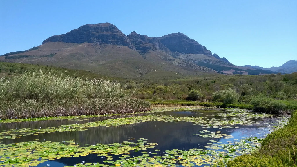 Helderberg Nature Reserve, Cape Town South Africa
