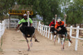 Highgate Ostrich Show Farm, Oudtshoorn South Africa