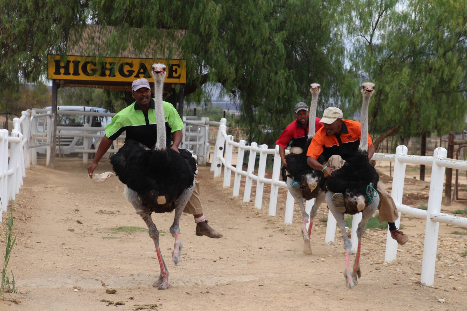 Highgate Ostrich Show Farm
