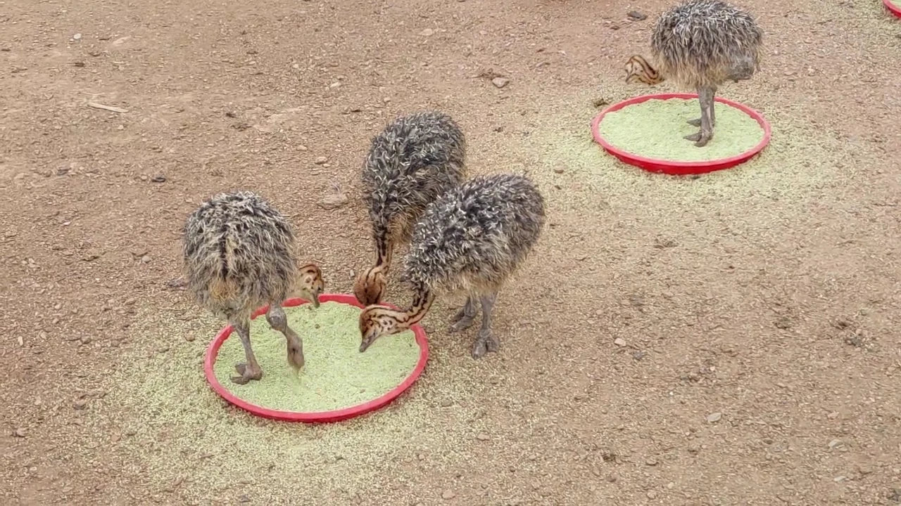 Highgate Ostrich Show Farm, Oudtshoorn South Africa