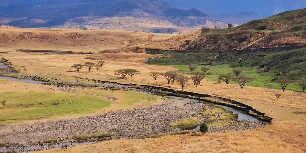 Hlalanathi Drakensberg Resort, D119 South Africa