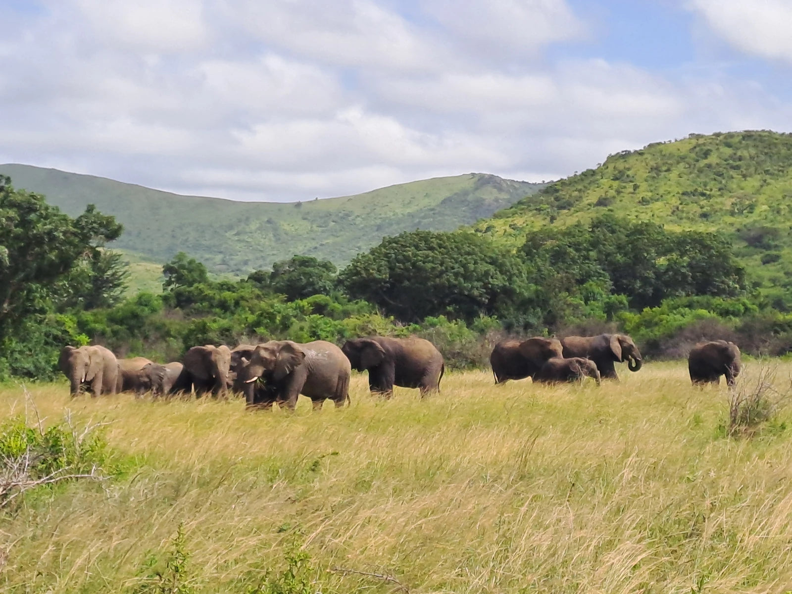 Hluhluwe–iMfolozi Park