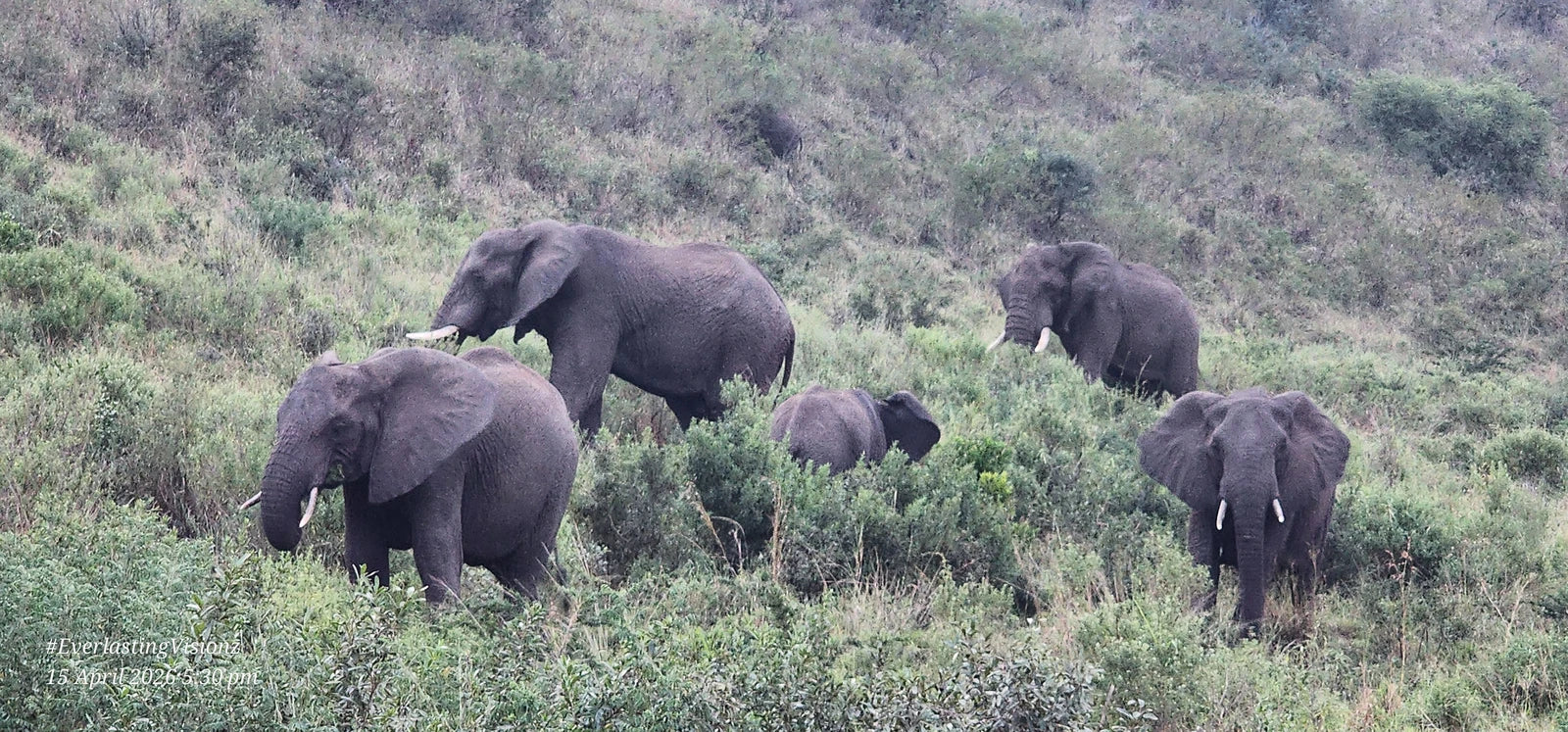Hluhluwe–iMfolozi Park,  South Africa