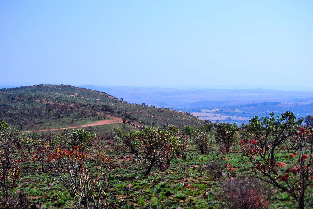 Hobby Park, Johannesburg South Africa
