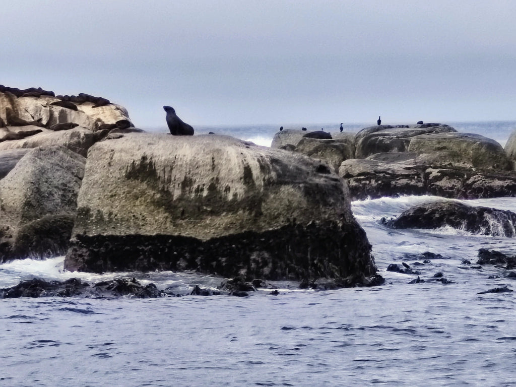 Hout Bay Seal Island Cruise, Cape Town South Africa