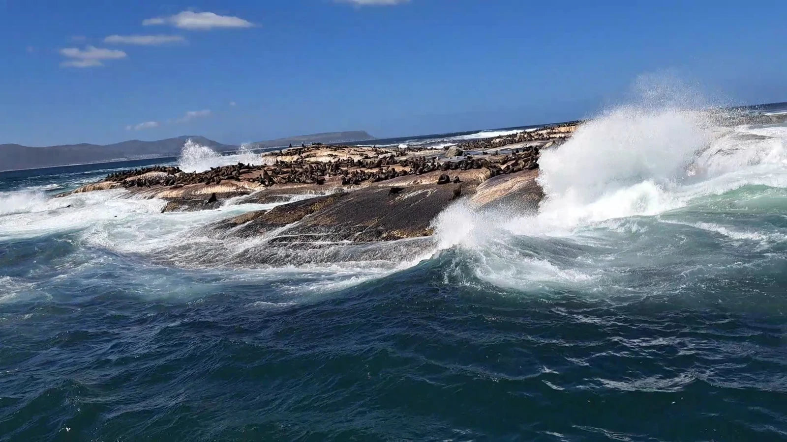Hout Bay Seal Island Cruise, Cape Town South Africa