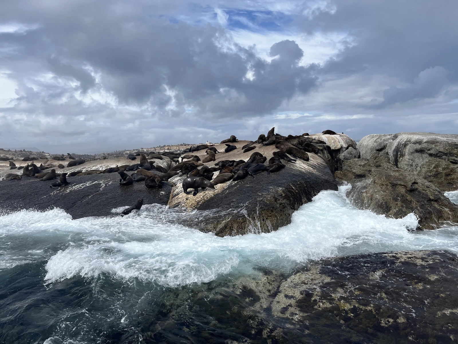 Hout Bay Seal Island Cruise, Cape Town South Africa