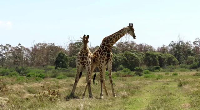 Inkwenkwezi Private Game Reserve, KuGompo City South Africa