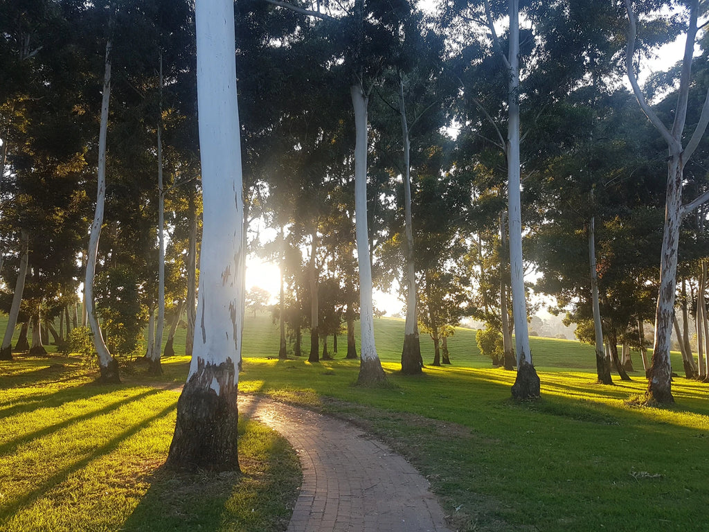 James & Ethel Gray Park, Johannesburg South Africa