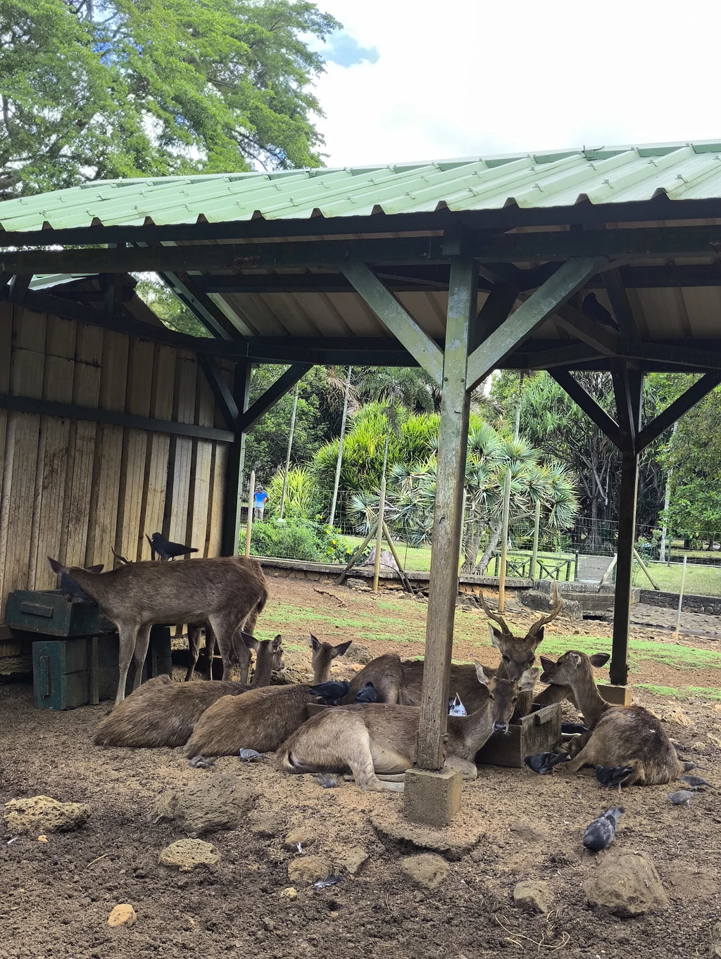 Jardin Endémique et Animalier de Cap, Cap Malheureux Mauritius