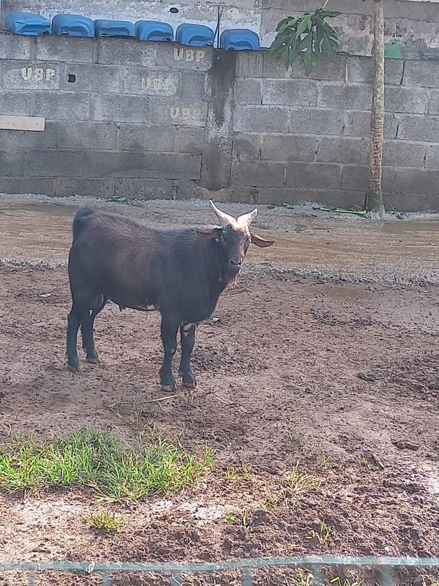 Jardin Endémique et Animalier de Cap, Cap Malheureux Mauritius