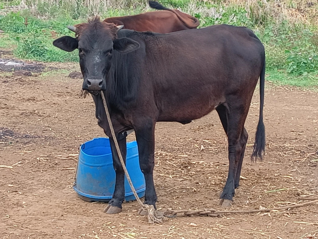 Jardin Endémique et Animalier de Cap, Cap Malheureux Mauritius