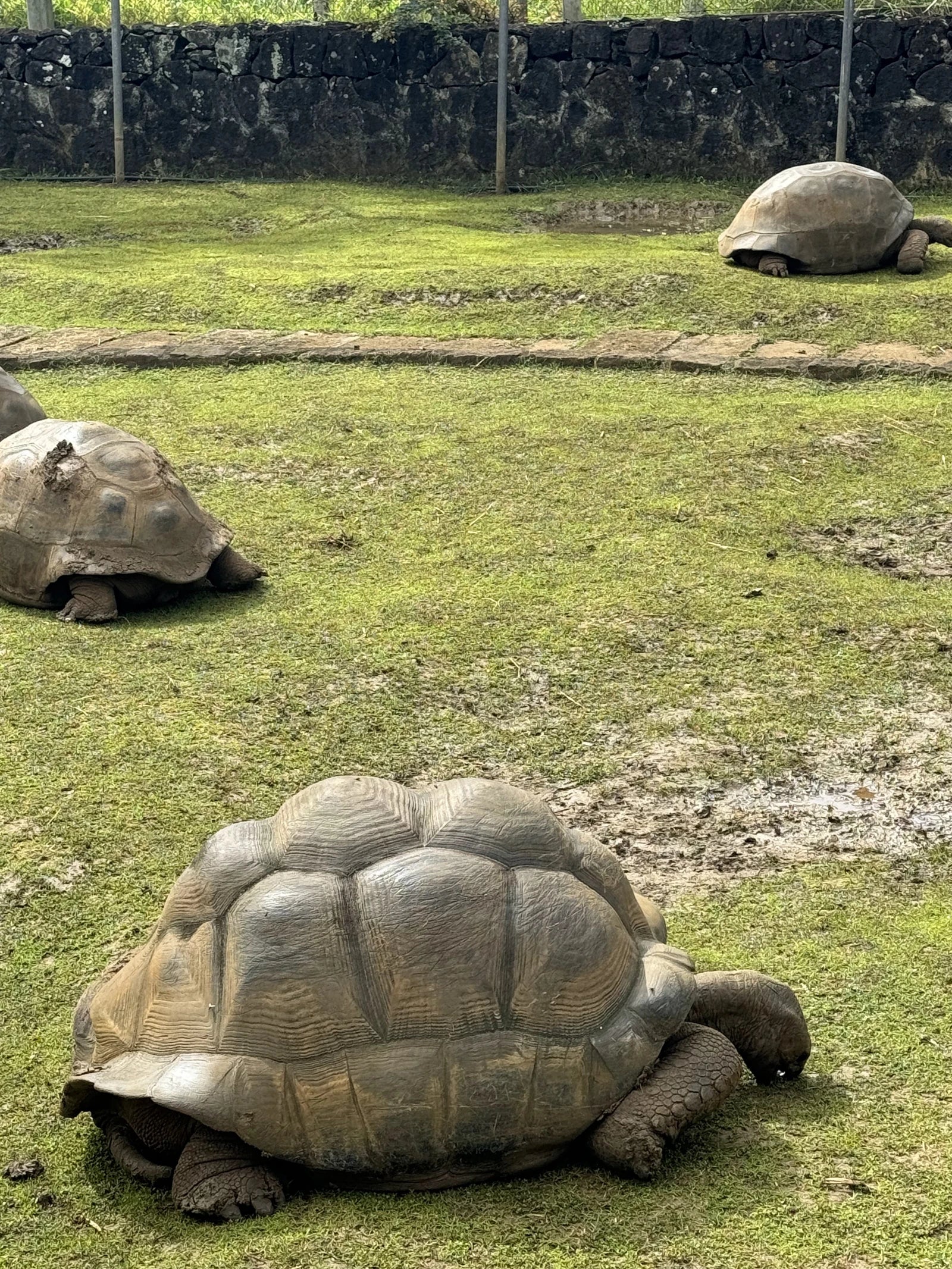 Jardin Endémique et Animalier de Cap, Cap Malheureux Mauritius