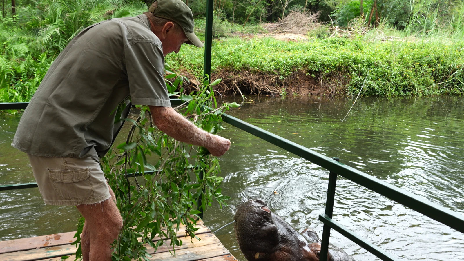 Jessica the Hippo, Hoedspruit South Africa