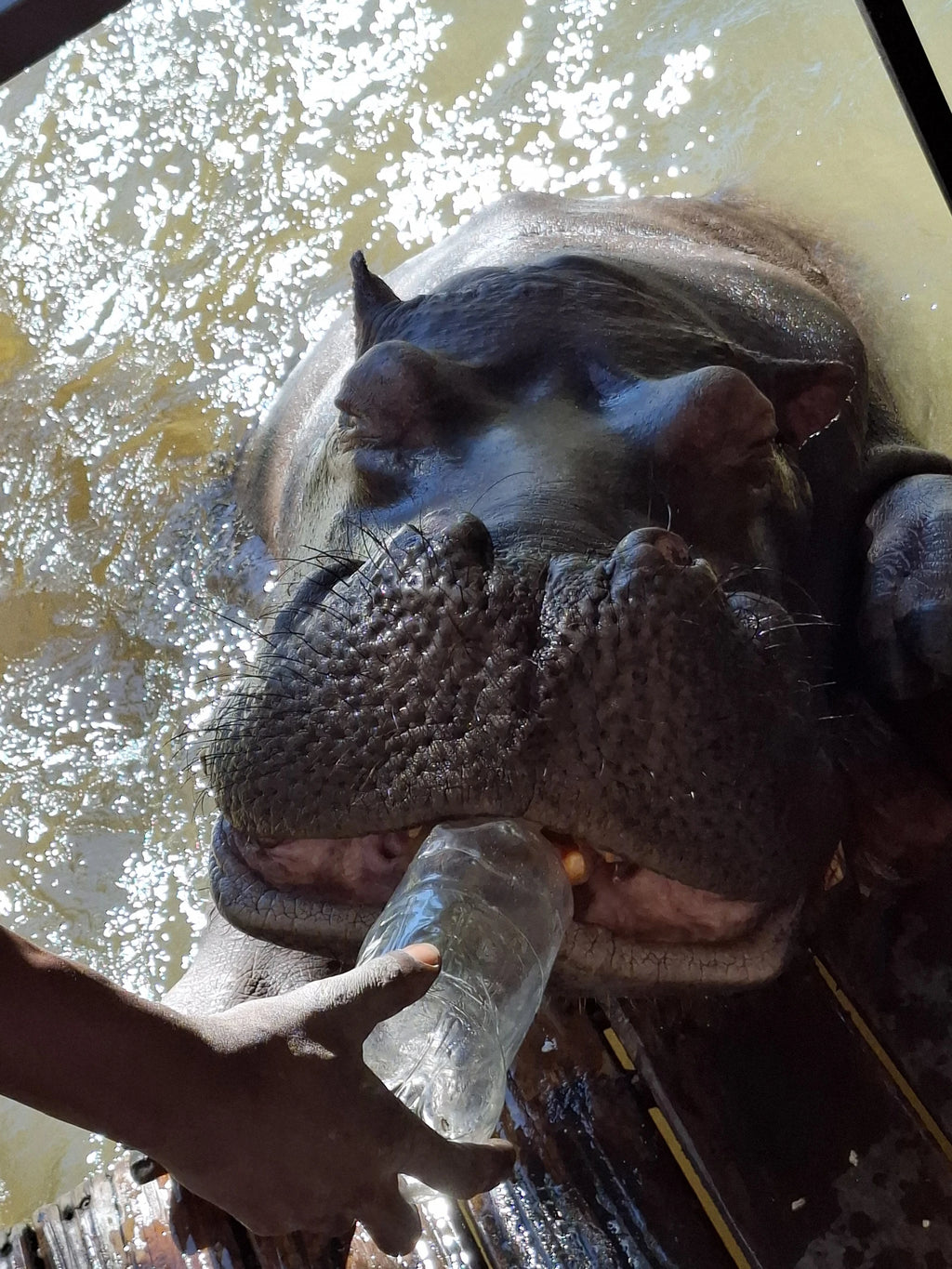 Jessica the Hippo, Hoedspruit South Africa