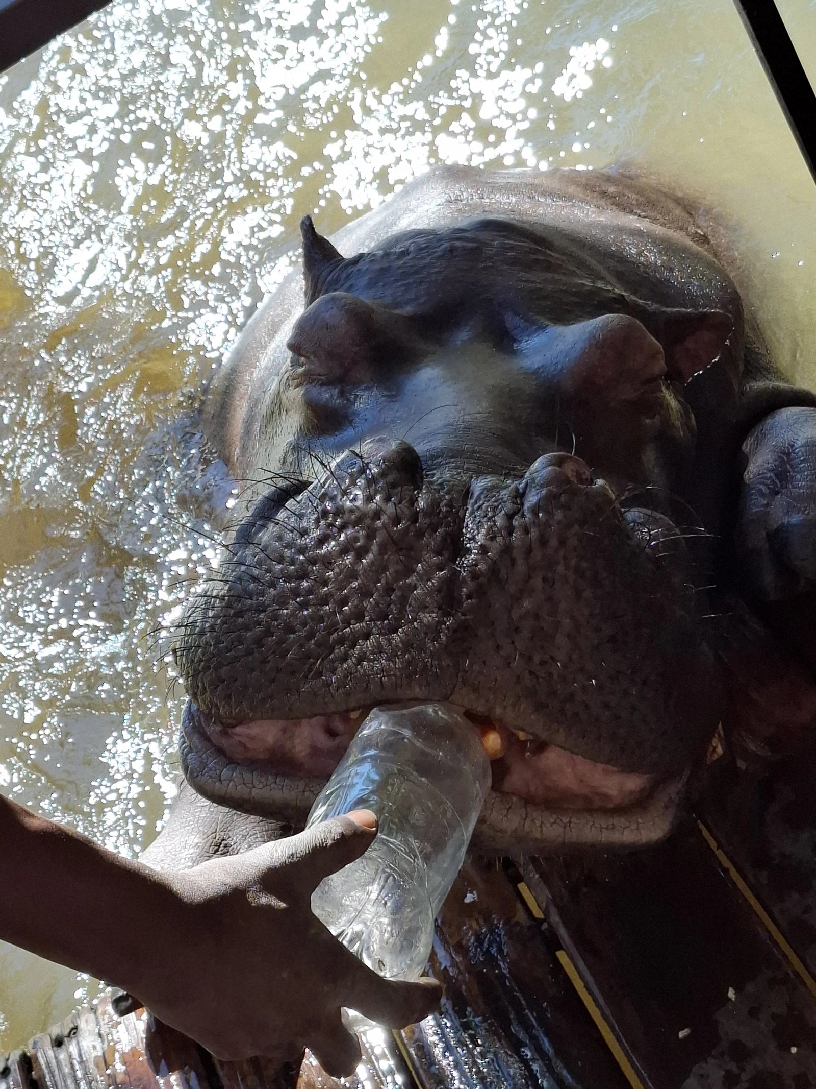 Jessica the Hippo, Hoedspruit South Africa