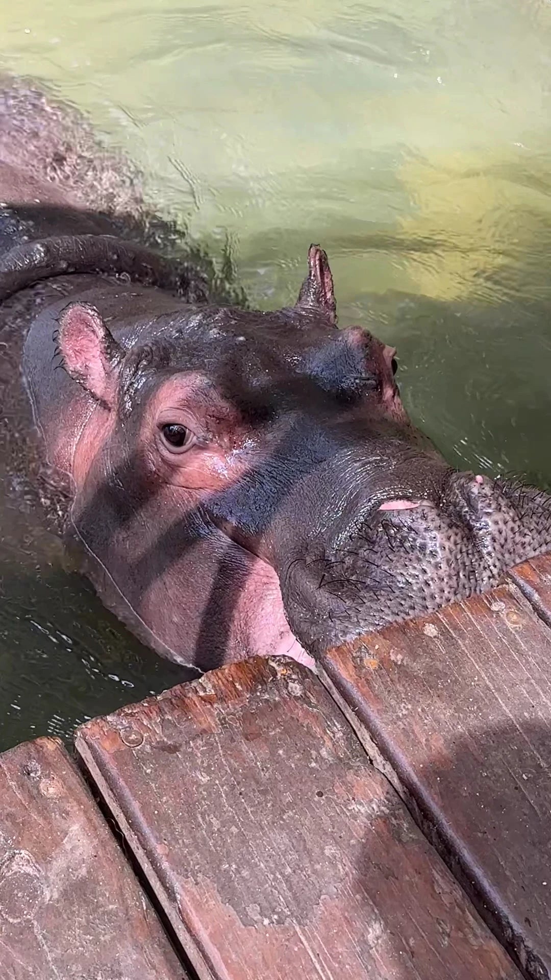 Jessica the Hippo, Hoedspruit South Africa
