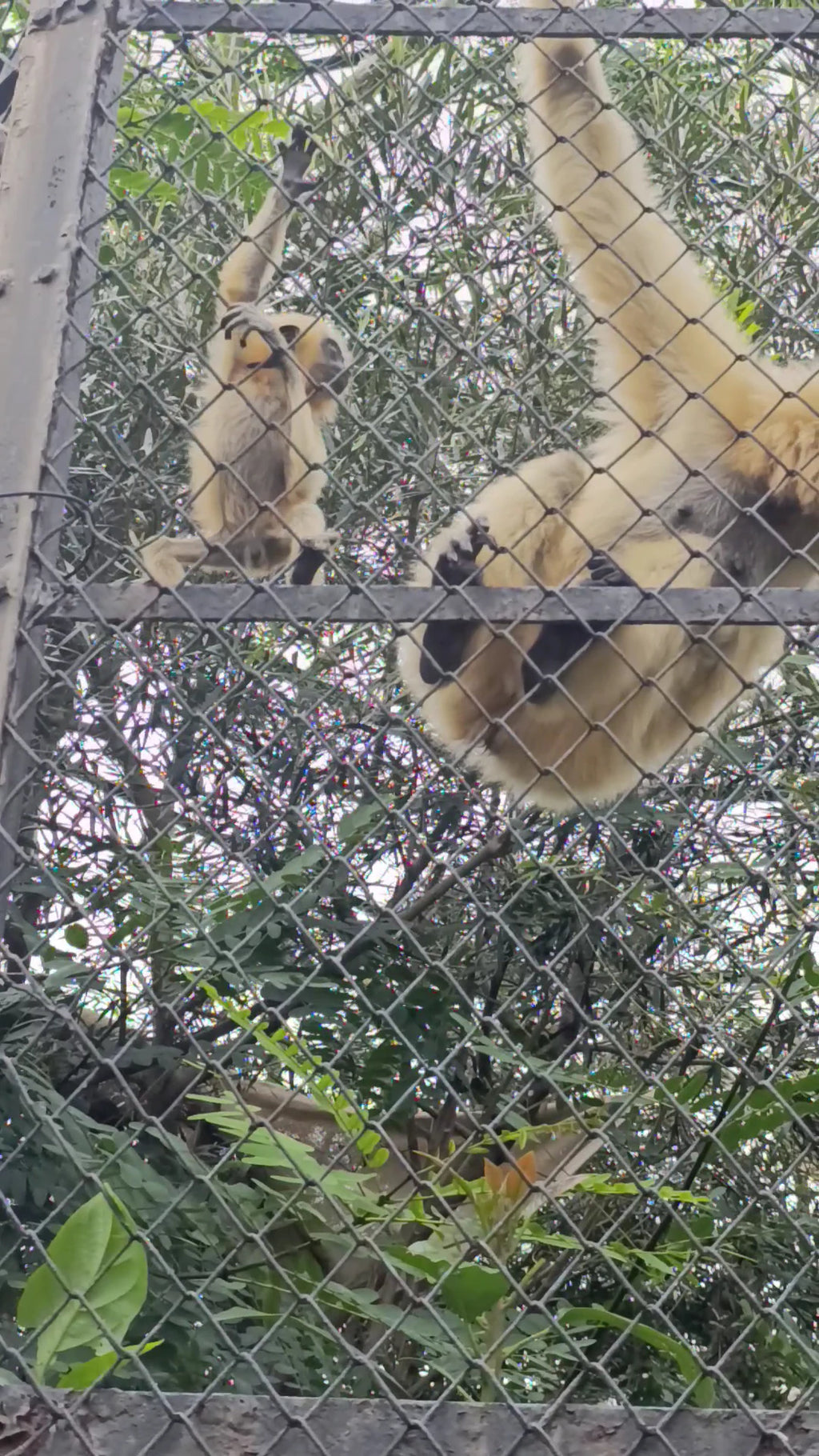 Johannesburg Zoo, Johannesburg South Africa