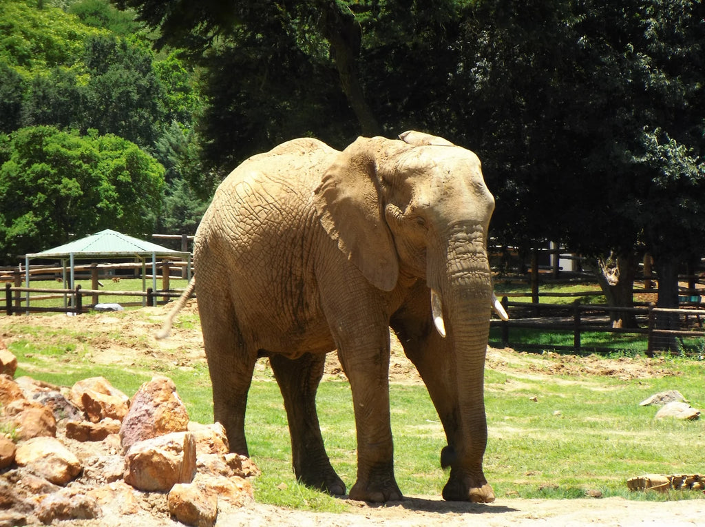 Johannesburg Zoo, Johannesburg South Africa