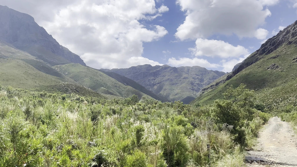 Jonkershoek Nature Reserve, Stellenbosch South Africa