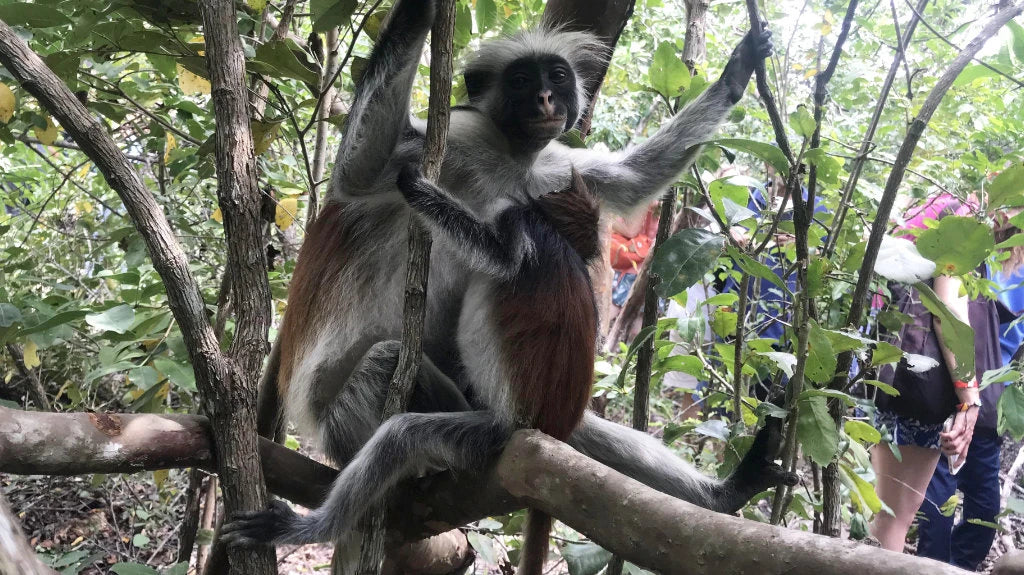 Jozani Forest, 
Mapopwe Tanzania