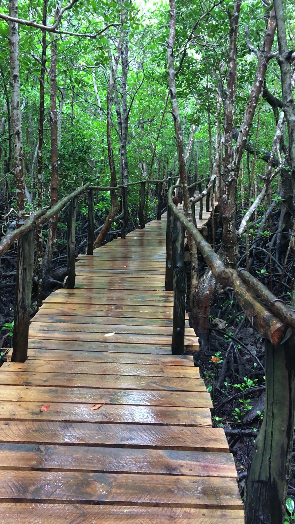 Jozani Forest, 
Mapopwe Tanzania