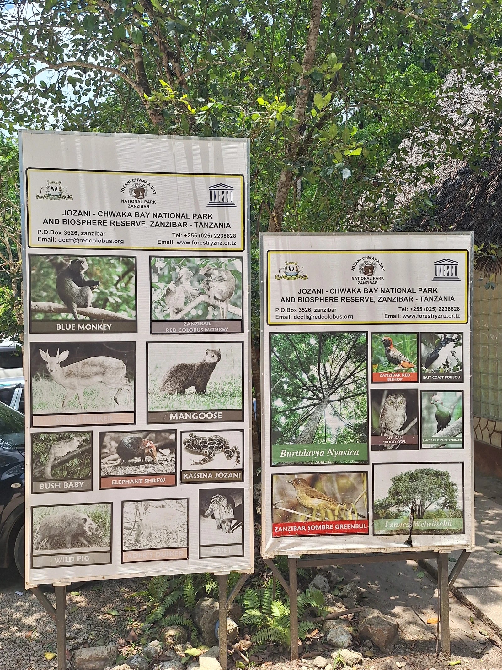 Jozani Forest, 
Mapopwe Tanzania
