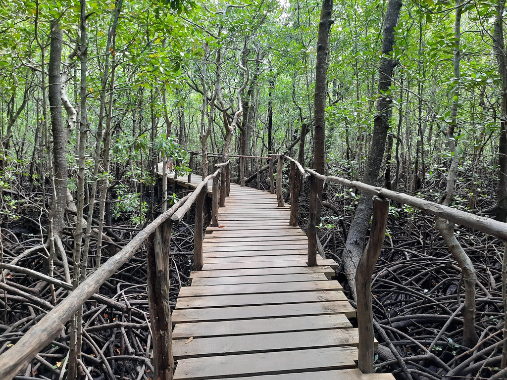 Jozani Forest, 
Mapopwe Tanzania