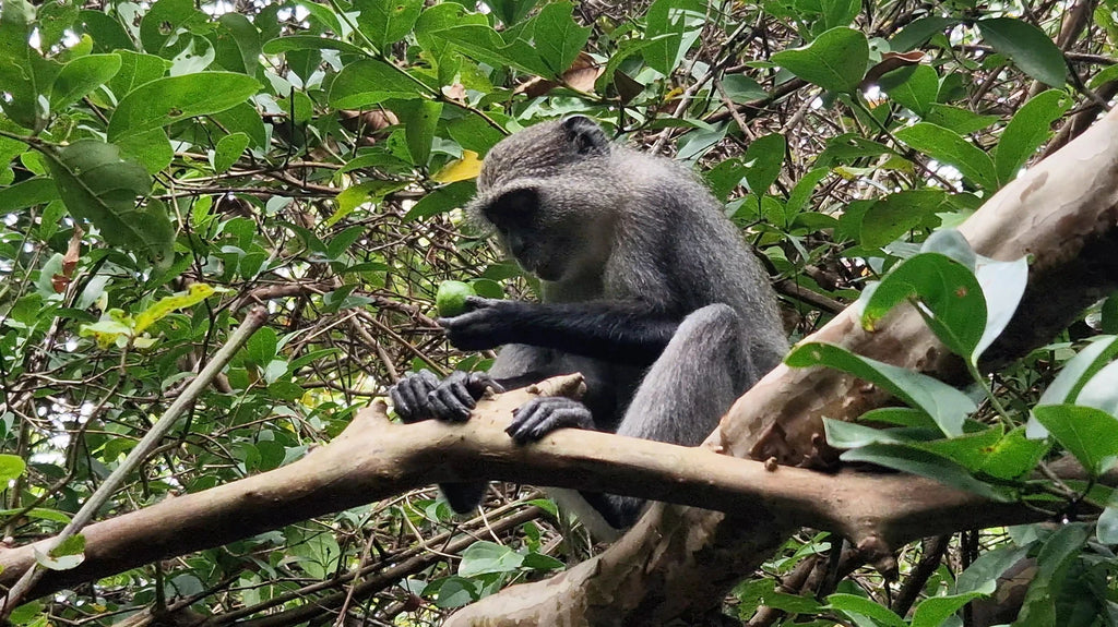 Jozani Forest, 
Mapopwe Tanzania
