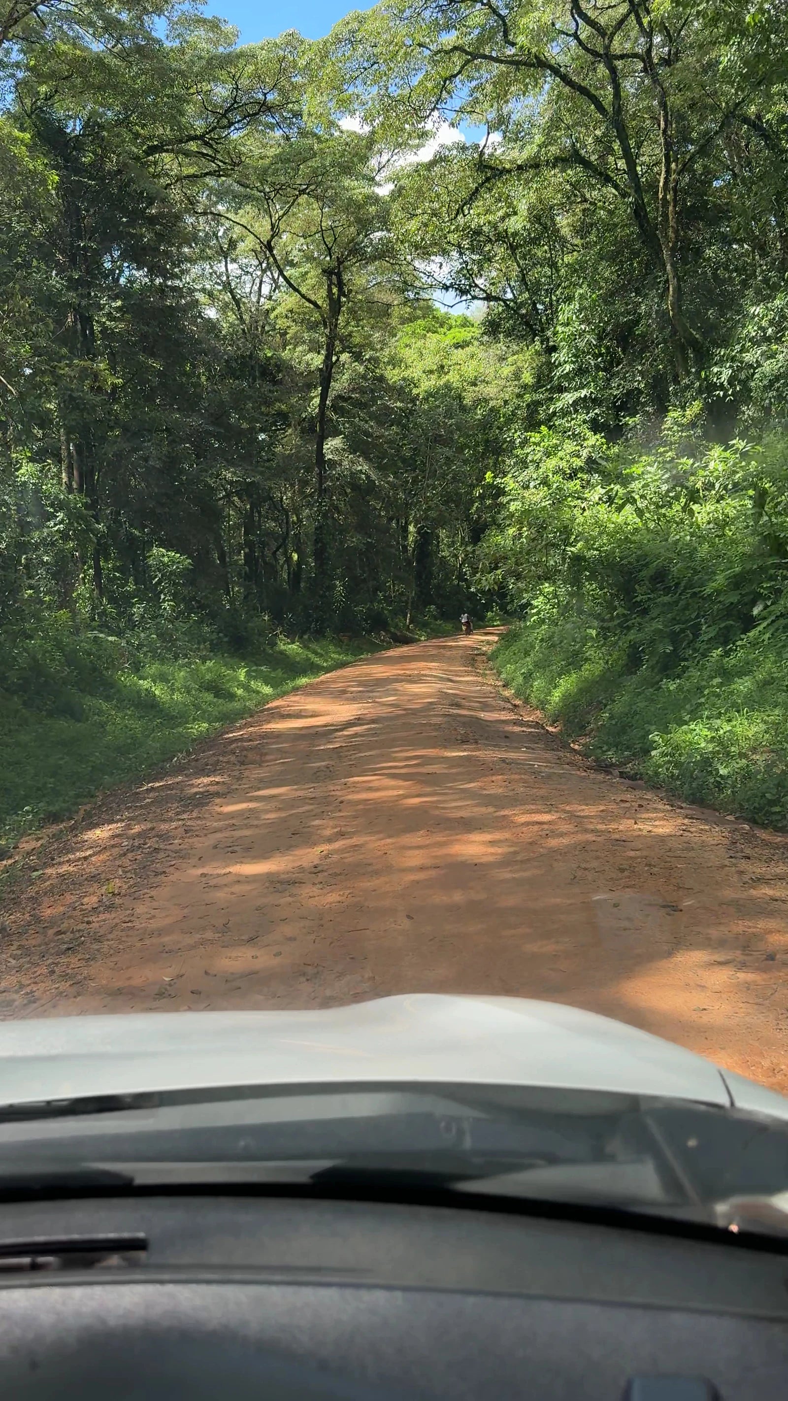Kakamega Forest, 
Kakamega Kenya