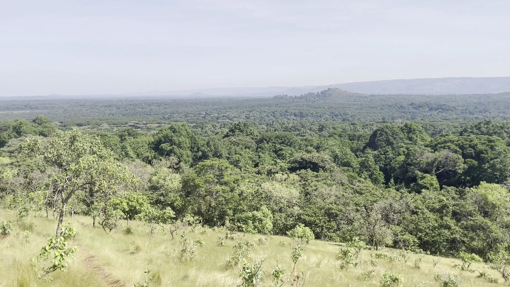 Kakamega Forest, 
Kakamega Kenya