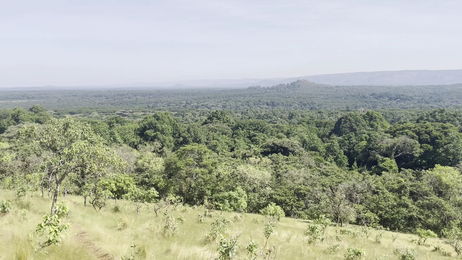 Kakamega Forest, 
Kakamega Kenya
