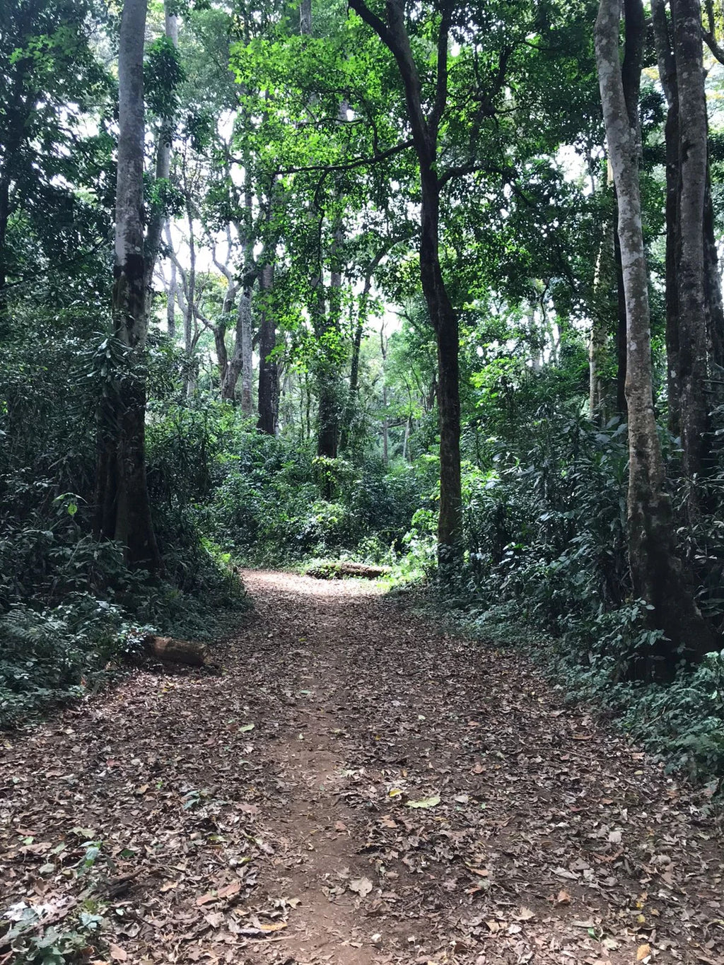Kakamega Forest, 
Kakamega Kenya