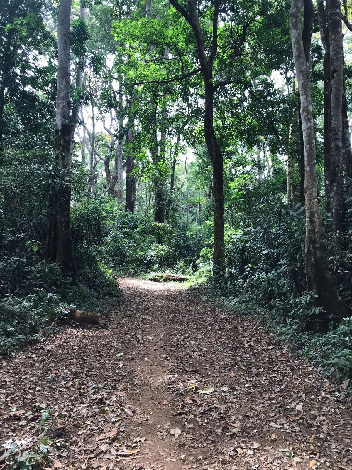 Kakamega Forest, 
Kakamega Kenya