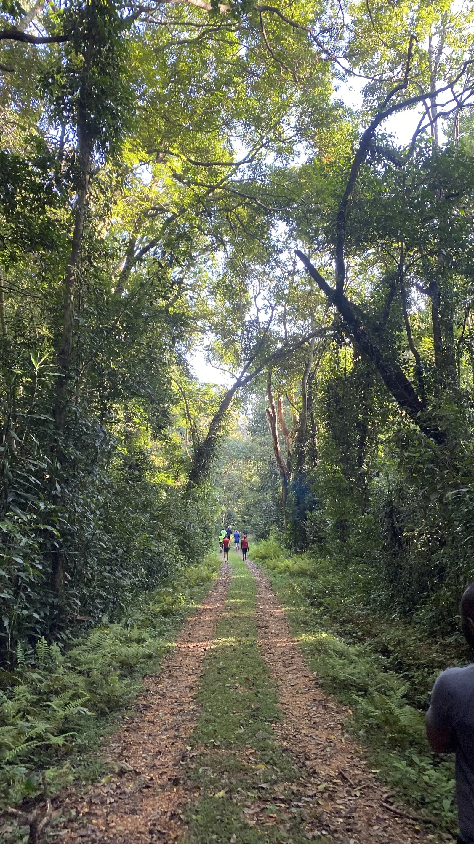 Kakamega Forest, 
Kakamega Kenya