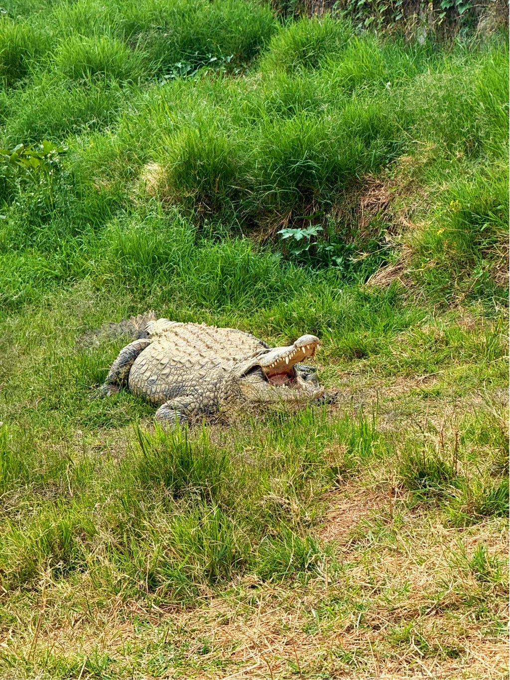 Kalimba Reptile Park, Lusaka 10101 Zambia