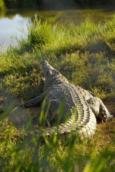 Kalimba Reptile Park, Lusaka 10101 Zambia