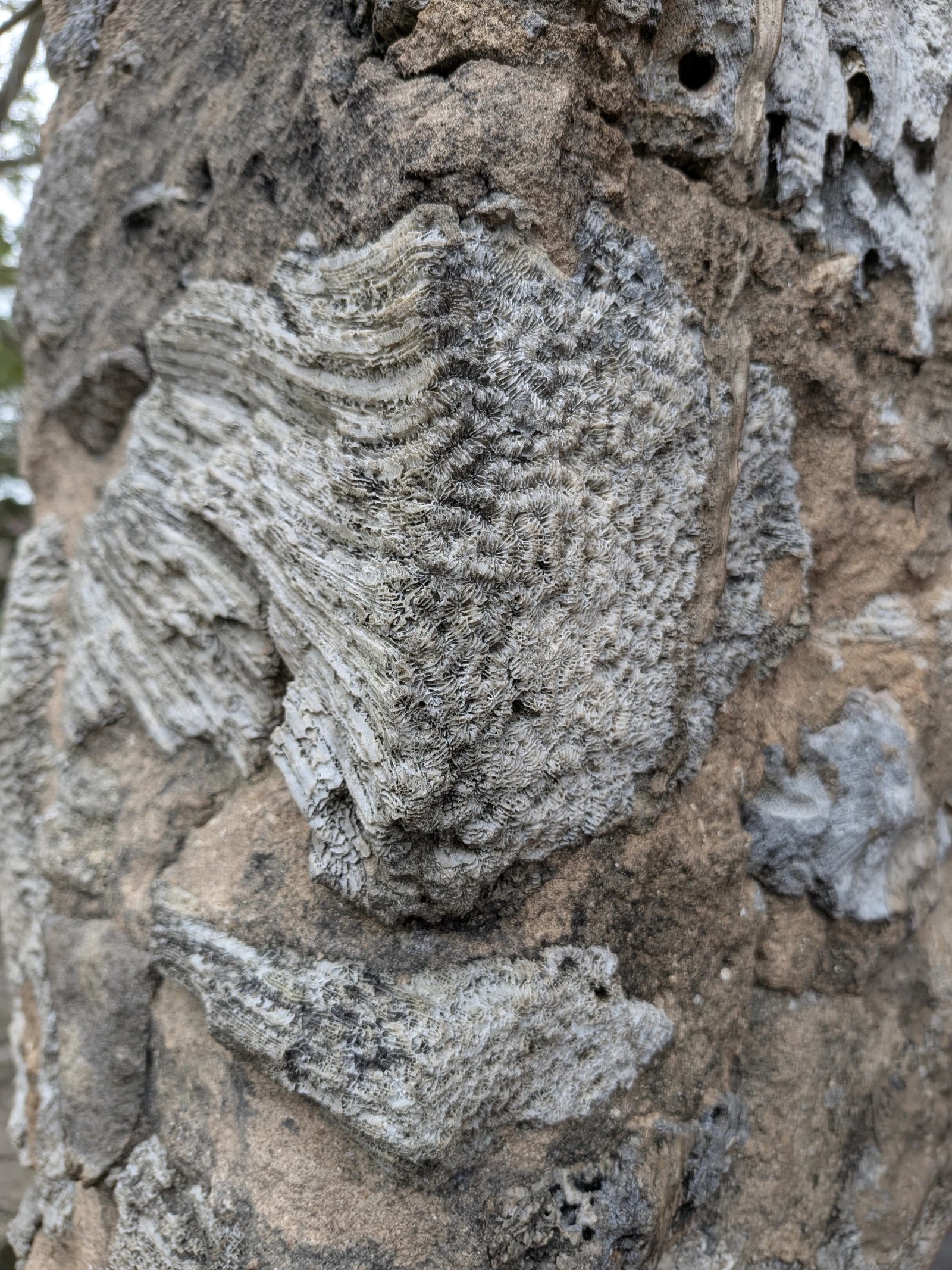 Kaole Ruins, Bagamoyo Tanzania