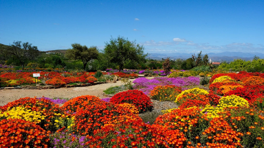 Karoo Desert National Botanical Garden, Worcester South Africa
